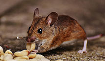 24 Hour & Emergency Exterminators in Rolling Hills Estates, CA